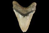 Fossil Megalodon Tooth - North Carolina #147537-2